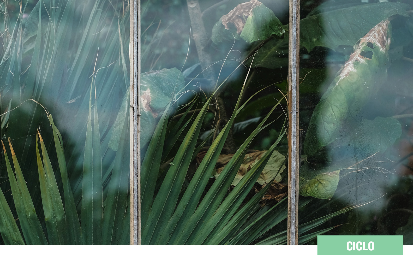 Cine y Arquitectura - Flores Raras (Luna en Brasil)